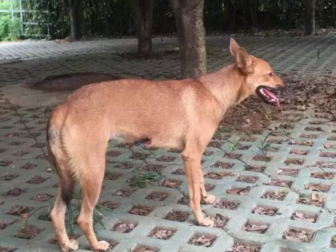 �A��һ���˹������䴩���� ־Ը��������t(y��)