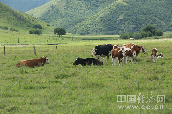 ���Ҹ����_��߅��������������¸��� �L�Ͳ�ԭ������ɫ