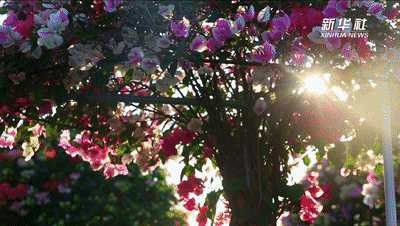 ��ʮ���塱������