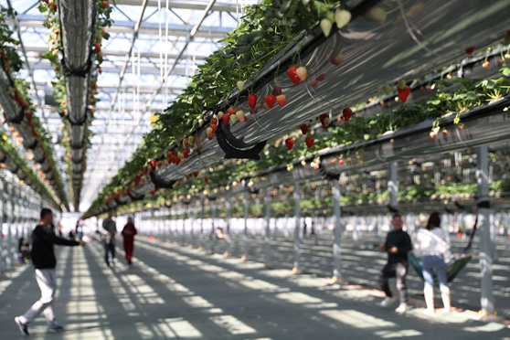 4��4�գ��ο������u�G�ִ��r(n��ng)�I(y��)�Ƽ����޹�˾�Ĳ�ݮ���������e��ժ�����ܼ��յĘ�Ȥ��(���M�� �z13)�Ԓ13854260100.JPG