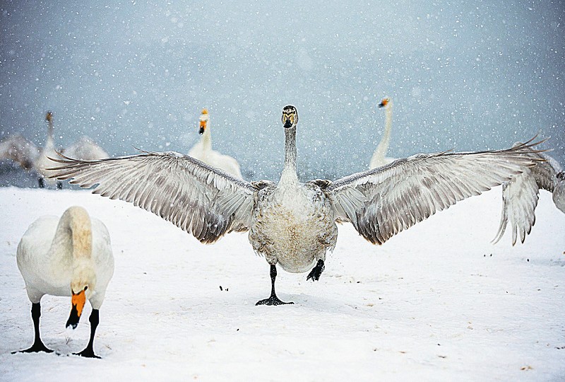 ѩ����Z��