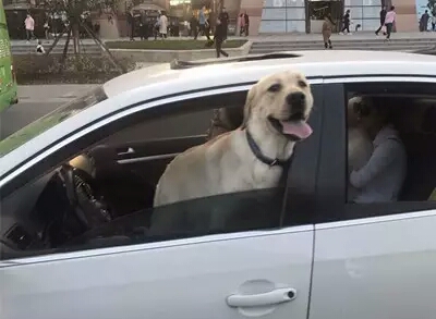 行車中開窗“曬娃曬狗” 西安交警曝光7例違法案例