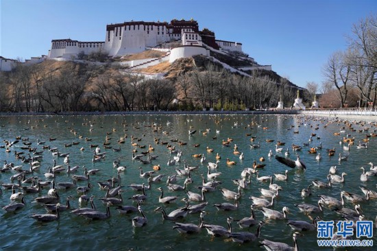 (新華視界)(6)春日拉薩